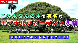 大木がまっぷたつ！マウイ島火災と同じ日オアフ島でも強風による被害が出ていました【ハワイ最新情報】【ハワイの今】【ハワイ旅行2023】【HAWAII】 [upl. by Ailero]