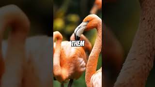 Facts about flamingos [upl. by Sachs831]