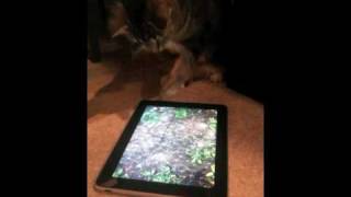 iPad Cat  Learning to fish on the iPad [upl. by Thora]