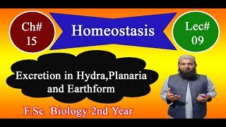 Biology Ch15Lecture09 Excretion in hydra planaria and earthworm FSc 2nd Year [upl. by Tybalt]