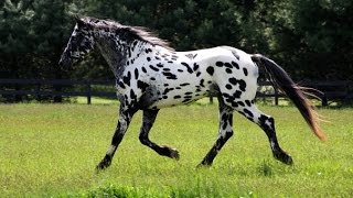 Legendary Design Friesian leopard Appaloosa Sport Horse [upl. by Yadrahc]