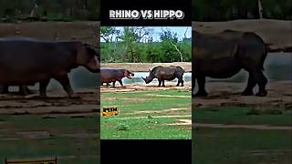 Rhino vs hippo trending animals viralvideo hippo rhino wildlife shorts youtubeshorts [upl. by Dlanor]