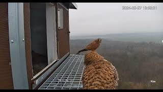 Puszczyk Liszkowo  Samica Pusia 🦉 amp bezradne pustułki [upl. by Azalea809]