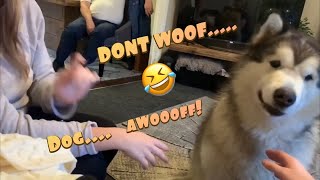 ARTICULATE DOG ACTUALLY SAYS WOOF IN ENGLISH  TALKING MALAMUTE [upl. by Yentuoc611]