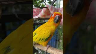 Screaming Sun Conure  Sunny Screaming  Parrot sound sunconure parrot birds sunny julie [upl. by Nowyt]