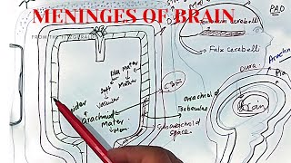 Meninges of brain and spinal cord anatomy  dura mater arachnoid mater  pia mater  CSF [upl. by Llevra969]