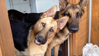 This German Shepherd is the FUNNIEST DOGS Ever 🐶 [upl. by Adnamra]