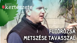 Futórózsa metszése tavasszal  Megyeri Szabolcs Kertészet webáruház [upl. by Swanson961]