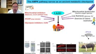 Advances in AMPK and Autophagy Signaling [upl. by Aneres986]