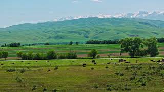 Group of cows are grazing on green grass along the road in front of mountain range on the horizon [upl. by Tigges]