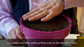 Comment bouturer un ananas pour en faire une plante dintérieur [upl. by Ronoh]