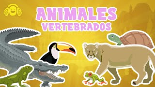 ANIMALES VERTEBRADOS para niños Mamíferos peces reptilesVídeo educativo para niños [upl. by Roseanne]