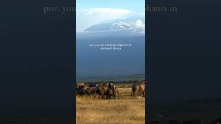 Amboseli national park wildlife amboselinationalpark kilimanjaro elephants [upl. by Elah721]