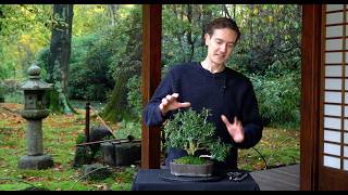 Making a Buxus Bonsai  Part II [upl. by Fleming]