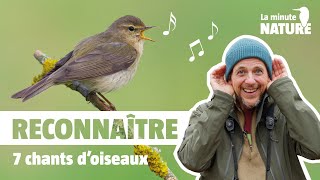 7 chants doiseaux faciles à reconnaître No 376 [upl. by Annaerda281]