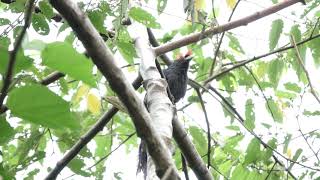 Roughcrested Malkoha calling [upl. by Boggs]