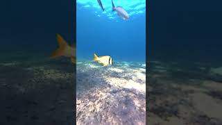 Porkfish Snorkeling in Florida [upl. by Johansen]