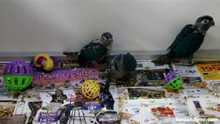 4 Les bébés conures pyrrhuras 💜 découvrent leur maison 🏠 Lévolution continue 📈 [upl. by Dwight]