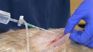 How to Do a Wound Clip and Clean [upl. by Marquet]