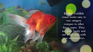 Ryukin Goldfish Care size lifespan Tankmates Feeding and Temperament [upl. by Cheston954]