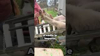 ¡No hicieron nada para merecer semejantes maltratos 😞 miradas animalitos [upl. by Arekat473]