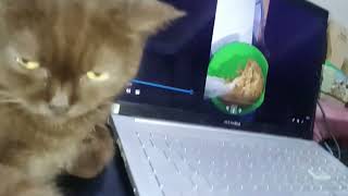 Ăn Pate ảoMYCAT FUNNYmycat catmeaowmymeow mycatfunnycatlovercutecat meawcutevoiceeffects [upl. by Erick359]