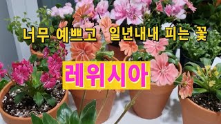 레위시아Lewisia 키우기분갈이 일년내내 피는 꽃 How to grow a Lewisia [upl. by Sillsby910]