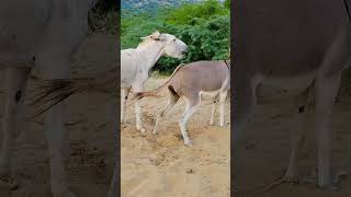 donkeys animalhumor jungle shortsfeed [upl. by Jeroma]