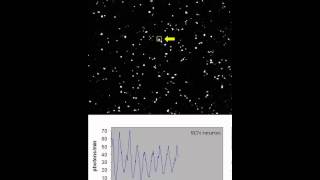 Suprachiasmatic Nucleus Cell Autonomy and Network Properties Supplemental Video 1 [upl. by Weig180]