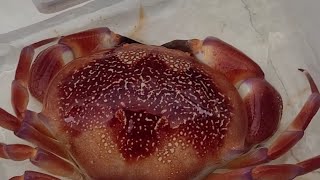 Batwing Coral Crab from the Florida Keys [upl. by Glialentn]