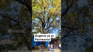 Árbol de 150 años es patrimonio en CDMX [upl. by Firooc]