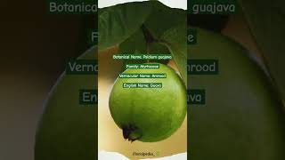 Psidium guajava viralvideo youtubeshorts botany plantscience guava amrood plants garden [upl. by Laamak]