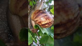 snail eating food shortvideo [upl. by Eldrid559]