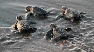 AMAZING FOOTAGE of Baby Turtle Hatch Run Towards Ocean [upl. by Shumway318]