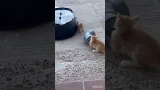 Gatos acróbatas 😅 cat gatosmaravillosos funny gatosgraciosos catlover gatosadorables viral [upl. by Puna]