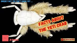 5 Unique Facts about the Yeti Crab Unique facts you dont know yet… [upl. by Hnahym653]