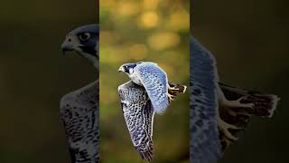 Peregrine Falcon in Flight The Worlds Fastest Bird in Action PeregrineFalcon BirdsOfPrey [upl. by Brinson]