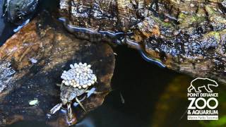 Ferocious water bugs hatch at Point Defiance Zoo amp Aquarium [upl. by Rotberg]