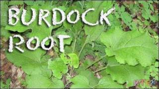 What Is Burdock Root  How to Pickle Burdock Root Recipe [upl. by Seroled]