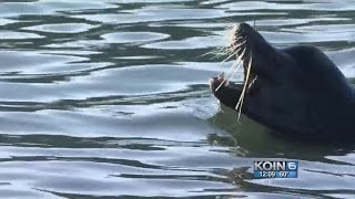 Astoria attempts again to keep sea lions off docks [upl. by Nnayr]