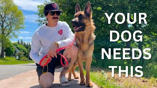 LEASH REACTIVE Dog Training Skills [upl. by Arihay]