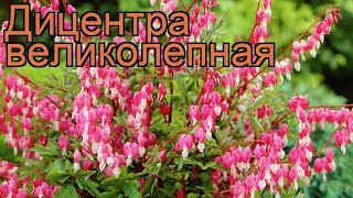 Дицентра великолепная dicentra spectabilis 🌿 дицентра обзор как сажать рассада саженцы дицентры [upl. by Genia]