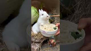 rabbit bunny animals pets cute trendingshorts gilgit funnyanimal nature gilgitvalley [upl. by Cope]