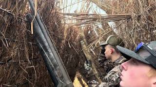 Specklebelly Goose Hunting in the Arkansas delta [upl. by Semadar]