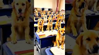 funny comedy dog School [upl. by Slrahc]