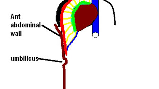 Falciform Ligament Your Guide to the Livers Anchor  Anatomy Explained [upl. by Mailiw]