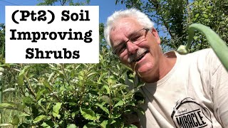 THESE 8 SHRUBS Fertilize Your Soil Part 2 Nitrogen Fixing Shrubs [upl. by Urdna468]