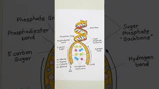 DNA structure class 12 diagram  dna structure diagram [upl. by Mor497]