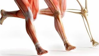 ¿Cuál es la diferencia entre TENDÓN y LIGAMENTO [upl. by Bixby]