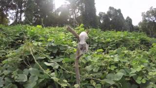 Kudzu Time Lapse [upl. by Nojram]